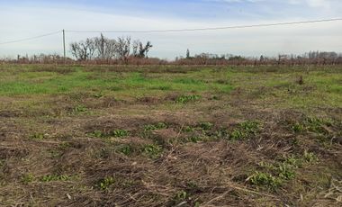 CAMPO AGRÍCOLA EN VENTA EN LINARES