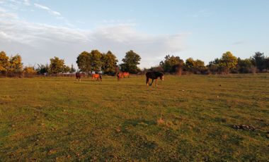 GRAN TERRENO 23,50 HA COSTADO RUTA 5 SUR