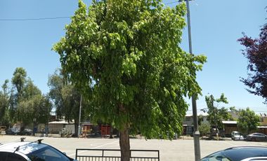 CERCANA A METRO LO CRUZAT - LO CAMPINO - AMERICO VESPUCIO