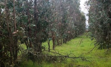 VENDO TERRENO  A MINUTOS DE CHILLAN 5000 M2 CON ROL