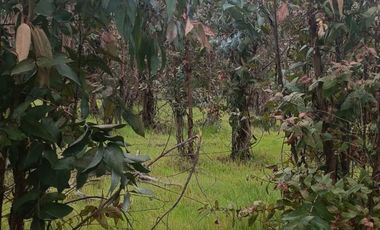 VENDO TERRENO  A MINUTOS DE CHILLAN 5000 M2 CON ROL