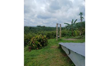 FINCA CAFETERA