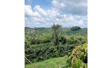 FINCA CAFETERA