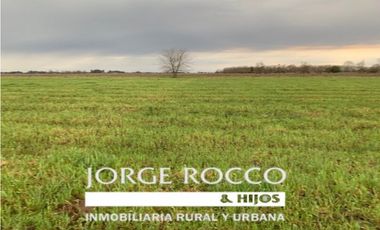 Campo en venta en Ranchos. 90 Has. mixto