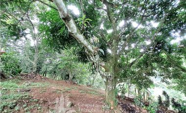 VENDO CASA Y LOTE DE 1508M2 PRECIO NEGOCIABLE