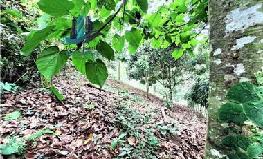 VENDO CASA Y LOTE DE 1508M2 PRECIO NEGOCIABLE