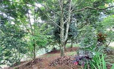 VENDO CASA Y LOTE DE 1508M2 PRECIO NEGOCIABLE