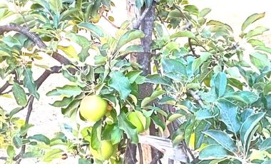 TERRENO CON CASA A MINUTOS DEL CENTRO DE QUILLON