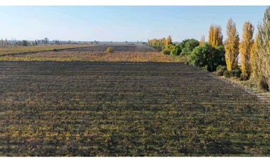 VENTA DE FINCA 15 HAS EN CALLE LA FLORIDA, LOS CAMPAMENTOS- RIVADAVIA