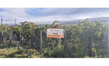 VENTA DE FINCA 15 HAS EN CALLE LA FLORIDA, LOS CAMPAMENTOS- RIVADAVIA