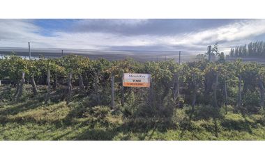 VENTA DE FINCA 15 HAS EN CALLE LA FLORIDA, LOS CAMPAMENTOS- RIVADAVIA