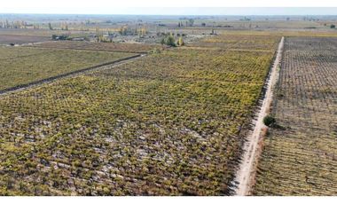 VENTA DE FINCA 15 HAS EN CALLE LA FLORIDA, LOS CAMPAMENTOS- RIVADAVIA