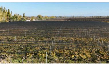 VENTA DE FINCA 15 HAS EN CALLE LA FLORIDA, LOS CAMPAMENTOS- RIVADAVIA