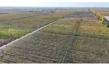 VENTA DE FINCA 15 HAS EN CALLE LA FLORIDA, LOS CAMPAMENTOS- RIVADAVIA