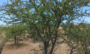 SE VENDE PARCELA 5000M2 LA ESTRELLA