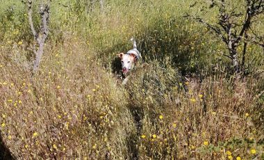 SE VENDE PARCELA 5000M2 LA ESTRELLA