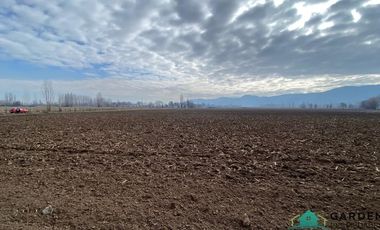 VENTA 11 HECTREAS, PROYECTO SAN JOSE TORO, NANCAGUA