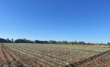 CAMPO 43,7 HA CON AGUA EN PELARCO, VII R.