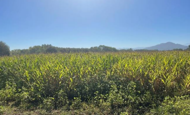 CAMPO 43,7 HA CON AGUA EN PELARCO, VII R.
