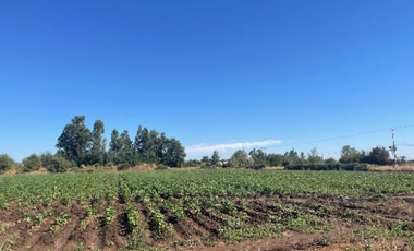 CAMPO 43,7 HA CON AGUA EN PELARCO, VII R.