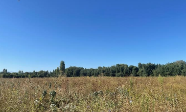 CAMPO 43,7 HA CON AGUA EN PELARCO, VII R.