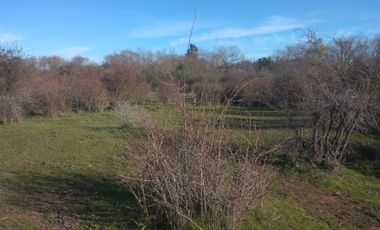 CAMPO DE 36,8 HA IDEAL PROYECTO AGROPECUARIO