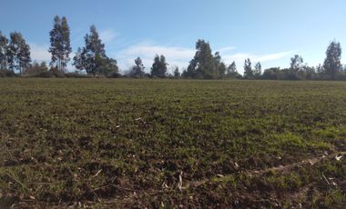 CAMPO DE 36,8 HA IDEAL PROYECTO AGROPECUARIO