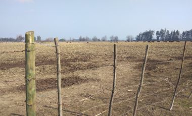 CAMPO 18,5 HA, PLANO, CON AGUA, CHIMBARONGO