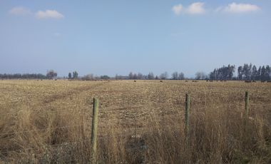 CAMPO 18,5 HA, PLANO, CON AGUA, CHIMBARONGO