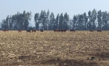 CAMPO 18,5 HA, PLANO, CON AGUA, CHIMBARONGO