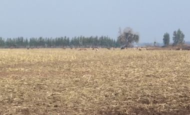 CAMPO 18,5 HA, PLANO, CON AGUA, CHIMBARONGO