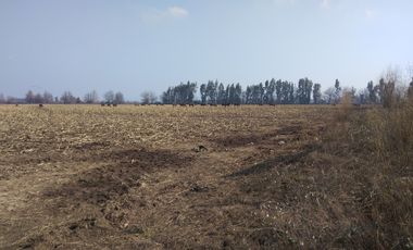 CAMPO 18,5 HA, PLANO, CON AGUA, CHIMBARONGO