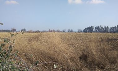 CAMPO 18,5 HA, PLANO, CON AGUA, CHIMBARONGO