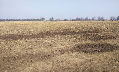 CAMPO 18,5 HA, PLANO, CON AGUA, CHIMBARONGO