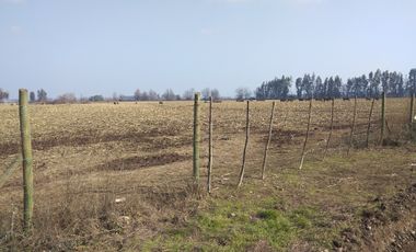 CAMPO 18,5 HA, PLANO, CON AGUA, CHIMBARONGO