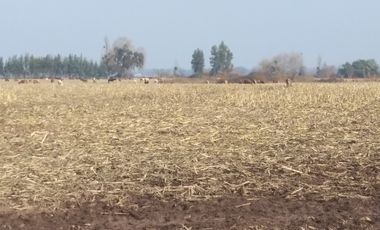CAMPO 18,5 HA, PLANO, CON AGUA, CHIMBARONGO