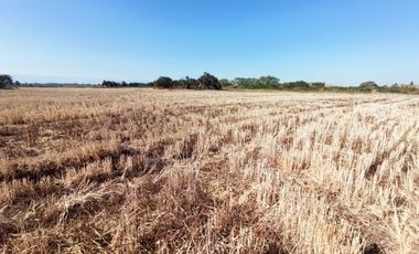 CAMPO 23 HA  CERCANO A CARRETERA AGUA TENO VII R