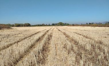 CAMPO 23 HA  CERCANO A CARRETERA AGUA TENO VII R