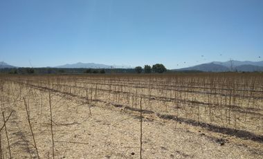 CAMPO DE 18,2 HA CON AGUA, 690 M DE FRENTE. PALMILLA VIR.