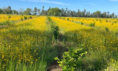 CAMPO 9,5 HA. AVELLANOS, PAVIMENTO. SAN CLEMENTE, VIIR.
