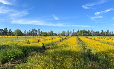 CAMPO 9,5 HA. AVELLANOS, PAVIMENTO. SAN CLEMENTE, VIIR.