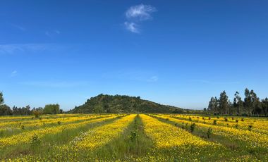 CAMPO 9,5 HA. AVELLANOS, PAVIMENTO. SAN CLEMENTE, VIIR.
