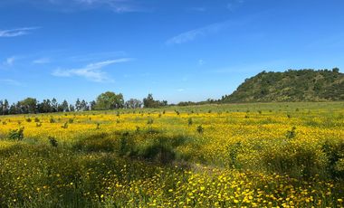 CAMPO 9,5 HA. AVELLANOS, PAVIMENTO. SAN CLEMENTE, VIIR.