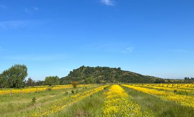 CAMPO 9,5 HA. AVELLANOS, PAVIMENTO. SAN CLEMENTE, VIIR.