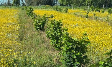 CAMPO 9,5 HA. AVELLANOS, PAVIMENTO. SAN CLEMENTE, VIIR.