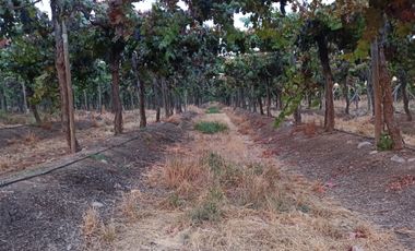 CAMPO 63,8 HA , PLANO, AGUA, PAVIMENTO, TENO, VII R