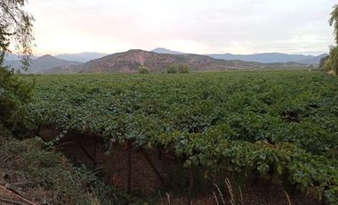 CAMPO 63,8 HA , PLANO, AGUA, PAVIMENTO, TENO, VII R