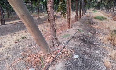 CAMPO 63,8 HA , PLANO, AGUA, PAVIMENTO, TENO, VII R