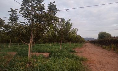 CAMPO 63,8 HA , PLANO, AGUA, PAVIMENTO, TENO, VII R