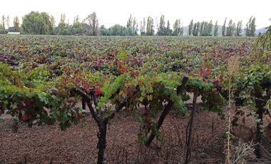 CAMPO 63,8 HA , PLANO, AGUA, PAVIMENTO, TENO, VII R